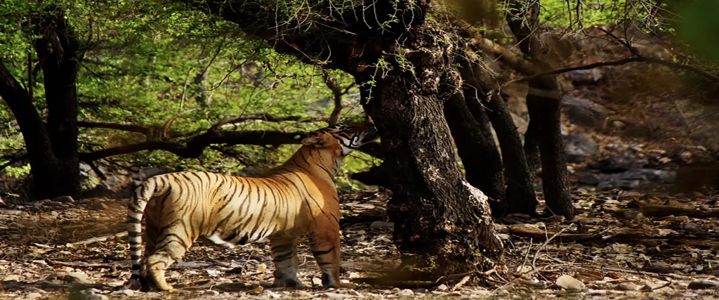 tiger in ranthambore national park