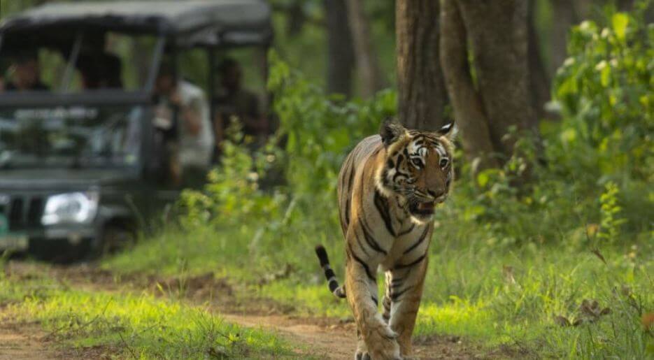 Bandipur Safari Lodge1